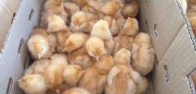 Pakistan Premium Poultry Auction – Brown Layers auction on Maveshibids