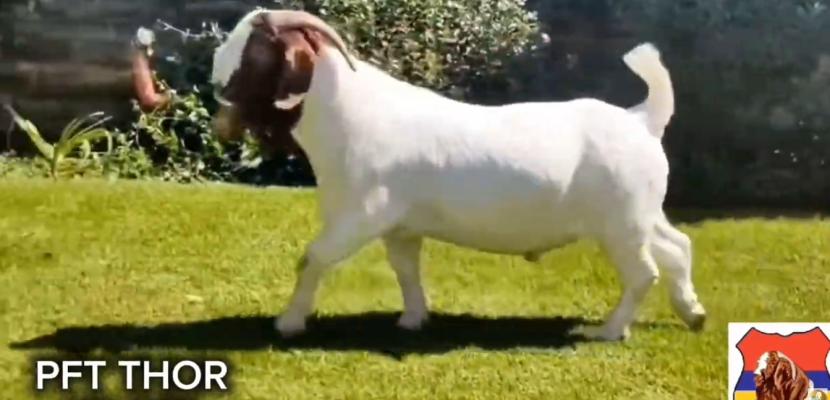 Elite Boer Goat Male Kids (2026 Crop) auction on Maveshibids