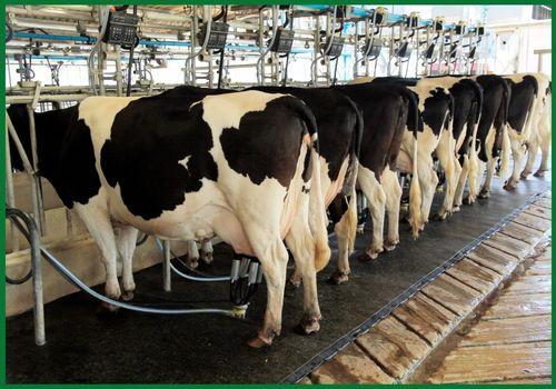 Imported Holstein Friesian High Milk Yield auction on Maveshibids
