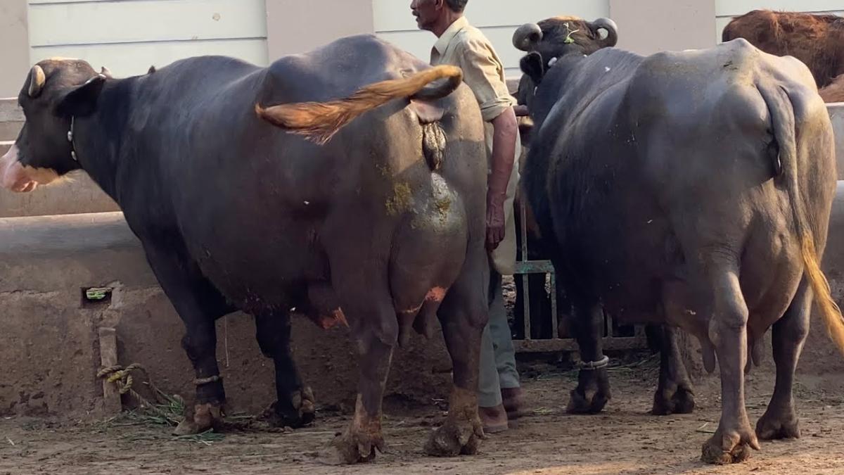 Premium Nili-Ravi Buffalo Auction – High Milk Yield Dairy & Breeding Stock auction on Maveshibids