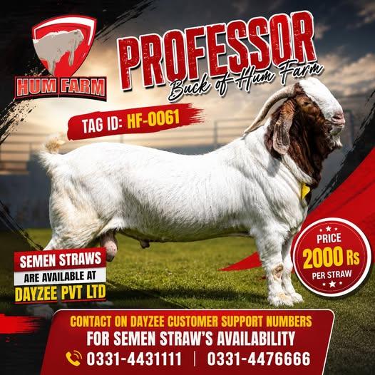 Boar Goats Semen Straws from Proven Bloodlines auction on Maveshibids