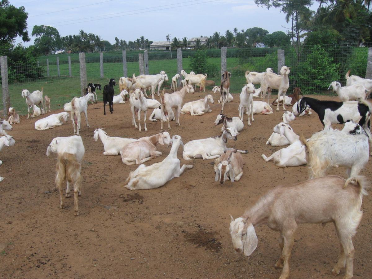Healthy Goats auction on Maveshibids